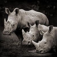 Fauna & Flora: black and white animal photography