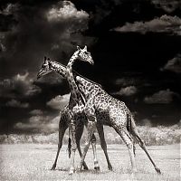 Fauna & Flora: black and white animal photography