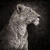 Fauna & Flora: black and white animal photography