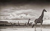 Fauna & Flora: black and white animal photography