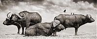 Fauna & Flora: black and white animal photography