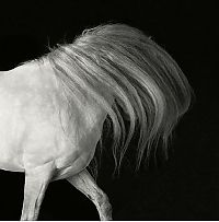 Fauna & Flora: black and white animal photography
