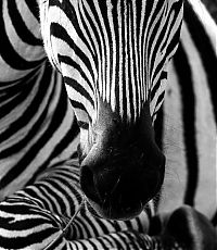 Fauna & Flora: black and white animal photography