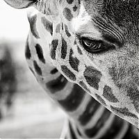 black and white animal photography