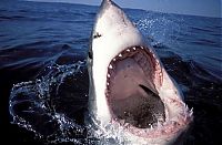 Fauna & Flora: bull shark