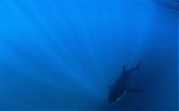 Fauna & Flora: bull shark