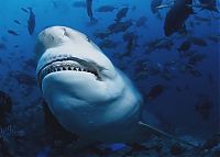 Fauna & Flora: bull shark