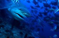 Fauna & Flora: bull shark
