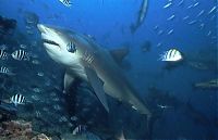 Fauna & Flora: bull shark