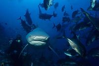 Fauna & Flora: bull shark