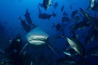 TopRq.com search results: bull shark