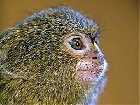 Fauna & Flora: pygmy marmoset