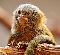 Fauna & Flora: pygmy marmoset