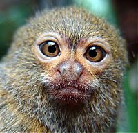 Fauna & Flora: pygmy marmoset