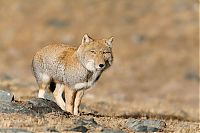 Fauna & Flora: tibetan sand fox