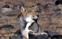 Fauna & Flora: tibetan sand fox