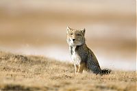 Fauna & Flora: tibetan sand fox