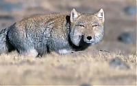 TopRq.com search results: tibetan sand fox