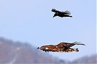 Fauna & Flora: crow flying above the eagle