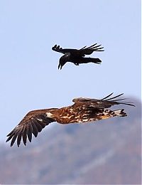 TopRq.com search results: crow flying above the eagle