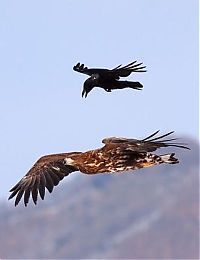 Fauna & Flora: crow flying above the eagle