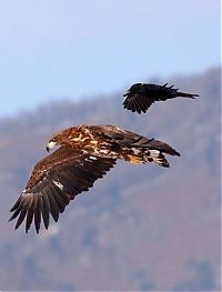 Fauna & Flora: crow flying above the eagle