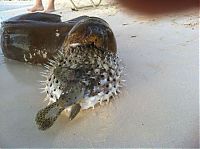TopRq.com search results: moray eel killed by a pufferish