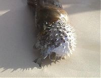 Fauna & Flora: moray eel killed by a pufferish