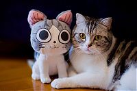 TopRq.com search results: pets with stuffed toys