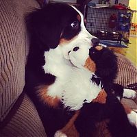 Fauna & Flora: pets with stuffed toys