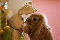 TopRq.com search results: pets with stuffed toys