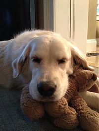 TopRq.com search results: pets with stuffed toys