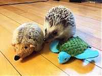 TopRq.com search results: pets with stuffed toys