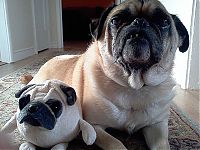 TopRq.com search results: pets with stuffed toys