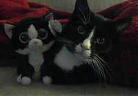 TopRq.com search results: pets with stuffed toys