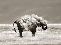 Fauna & Flora: animal photography