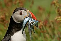 Fauna & Flora: animal photography