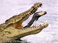 Fauna & Flora: animal photography