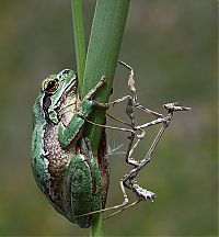 Fauna & Flora: animal photography