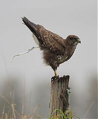 TopRq.com search results: animal photography
