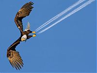 Fauna & Flora: animal photography