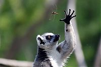 Fauna & Flora: animal photography