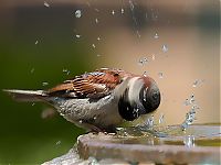 Fauna & Flora: animal photography