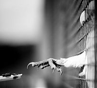 Fauna & Flora: animal photography