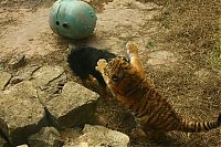 tiger and a dog