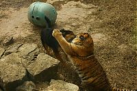 tiger and a dog