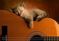 TopRq.com search results: sleeping cat