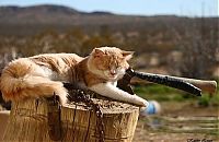 TopRq.com search results: sleeping cat