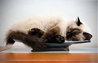 Fauna & Flora: sleeping cat