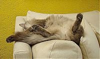 Fauna & Flora: sleeping cat